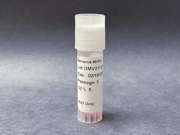 MVECPRO2, Placental Microvascular Endothelial Cells